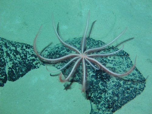 点击查看原图 蛟龙号成功进行航次首潜 开展微型遥控潜水器试验